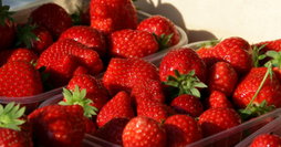 Supplément Fraise