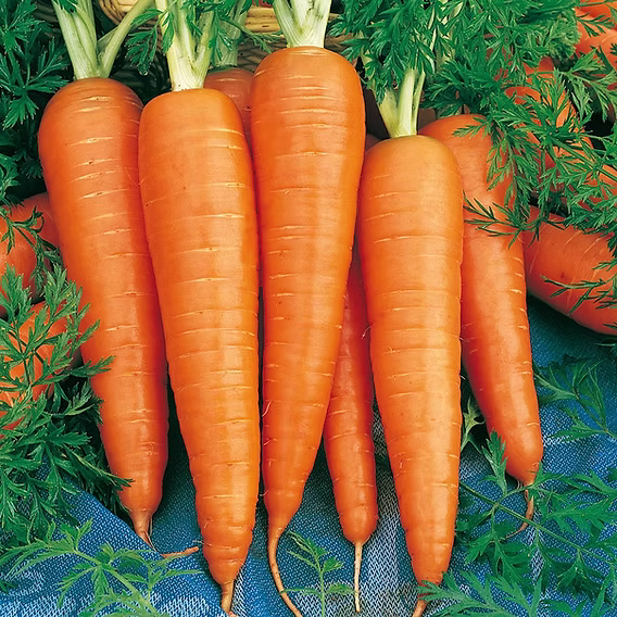 Carrot  கரட்_0
