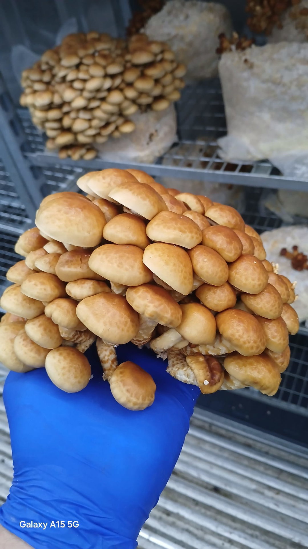 Nameko per 250 grams 