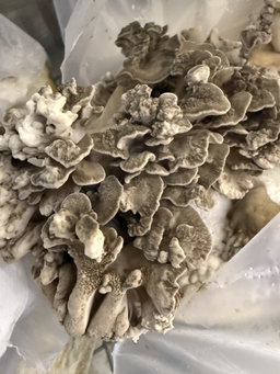 Maitake/Hen of the woods/Eikhaas 250 gr