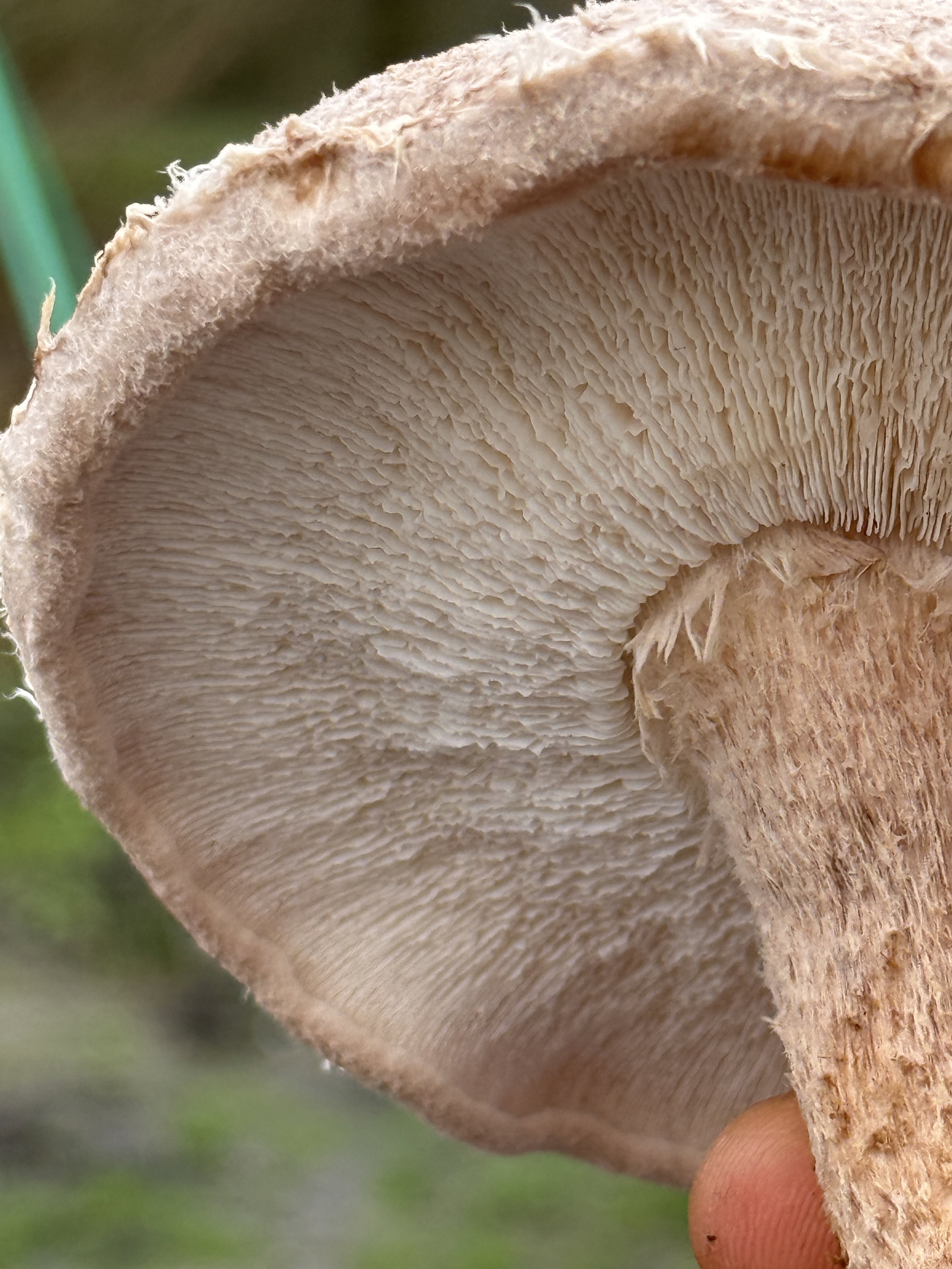 Shiitake 250 gr_1