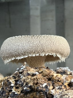 Shiitake 250 gr