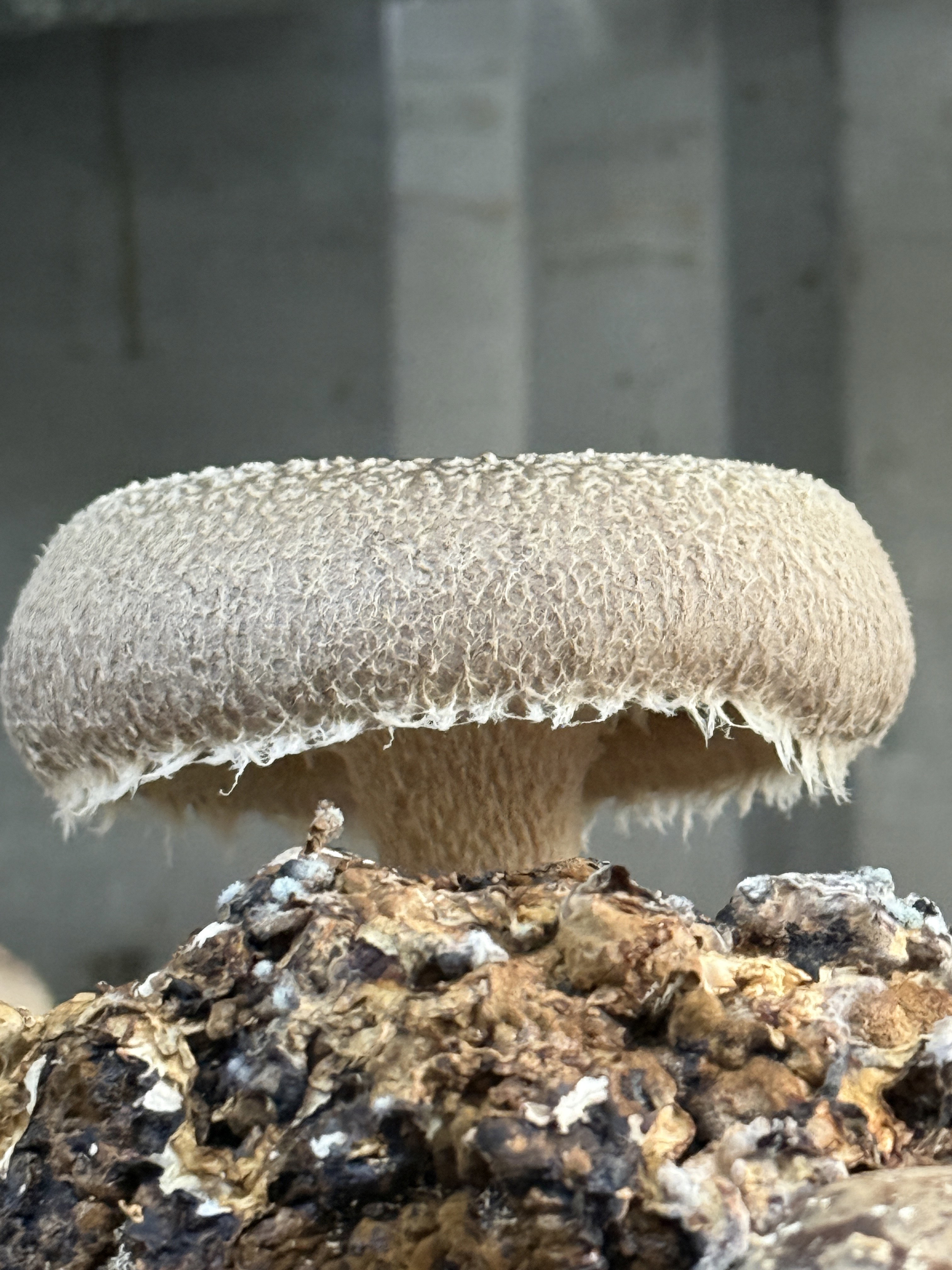 Shiitake 250 gr_2