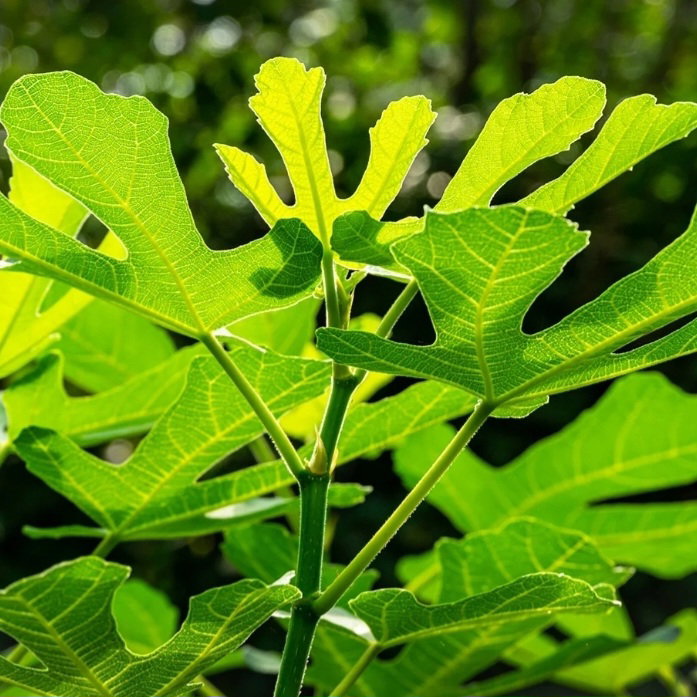 Vijgenblad Figleave