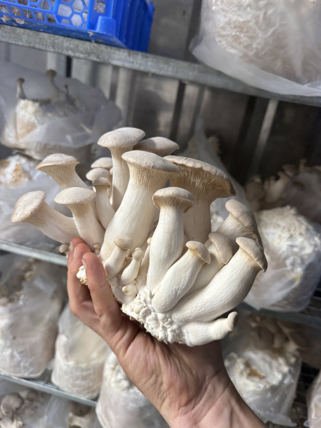 Eryngii / King Oyster Mushroom