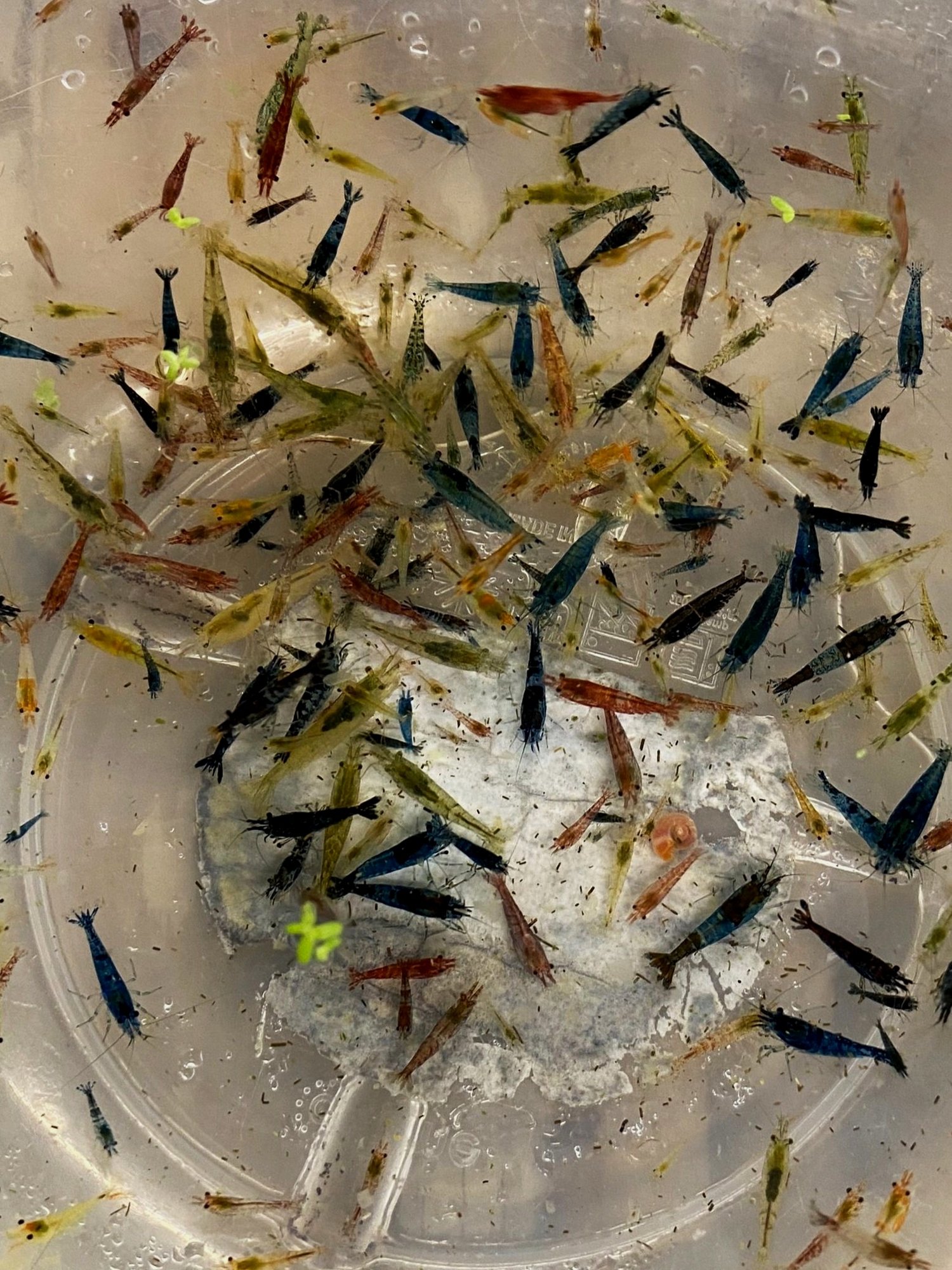 Cull Shrimp (Mixed)_0