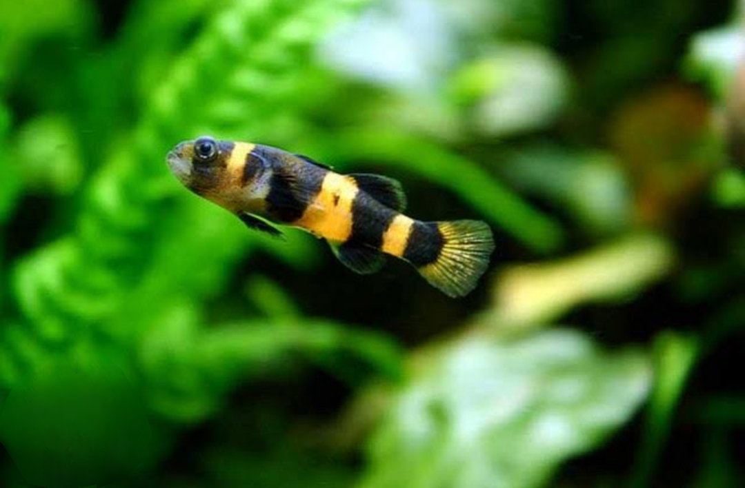 Bumblebee Goby