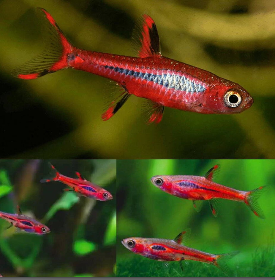 Chilli / Mosquito Rasbora_0