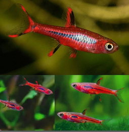Chilli / Mosquito Rasbora