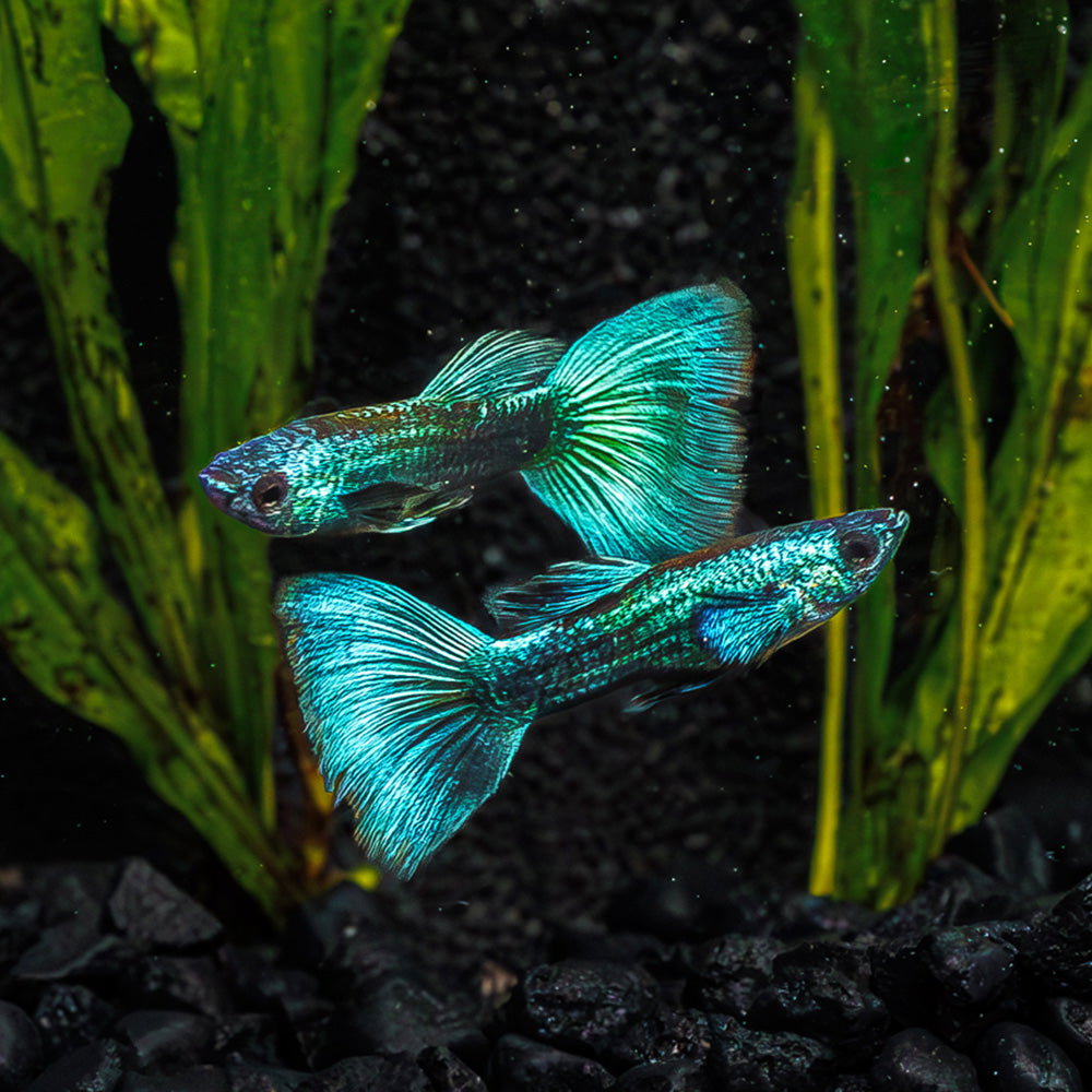 Green Moscow Guppy _0