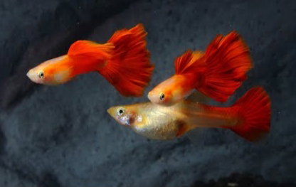 Red Moscow Guppy