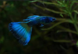 Blue Moscow Guppy