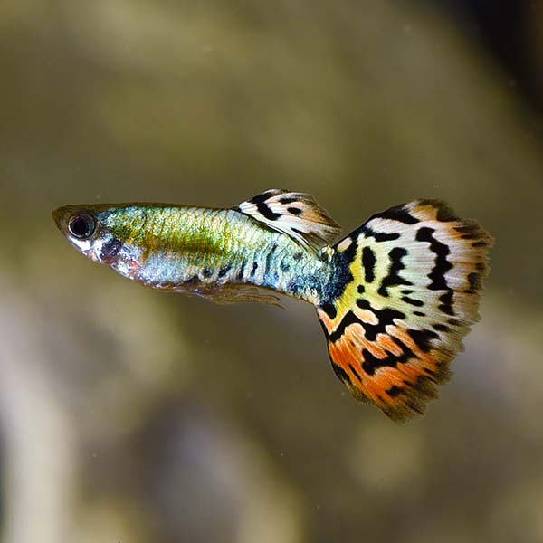 Luminous Leopard Guppy_0