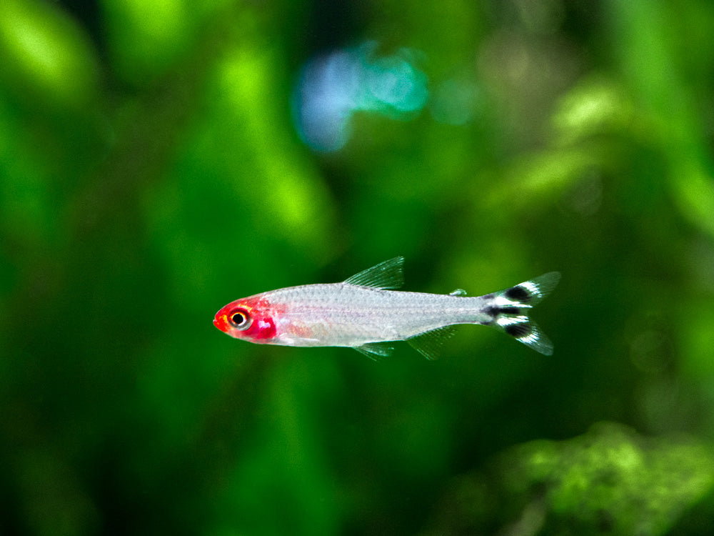 Rummy Nose Tetra_0