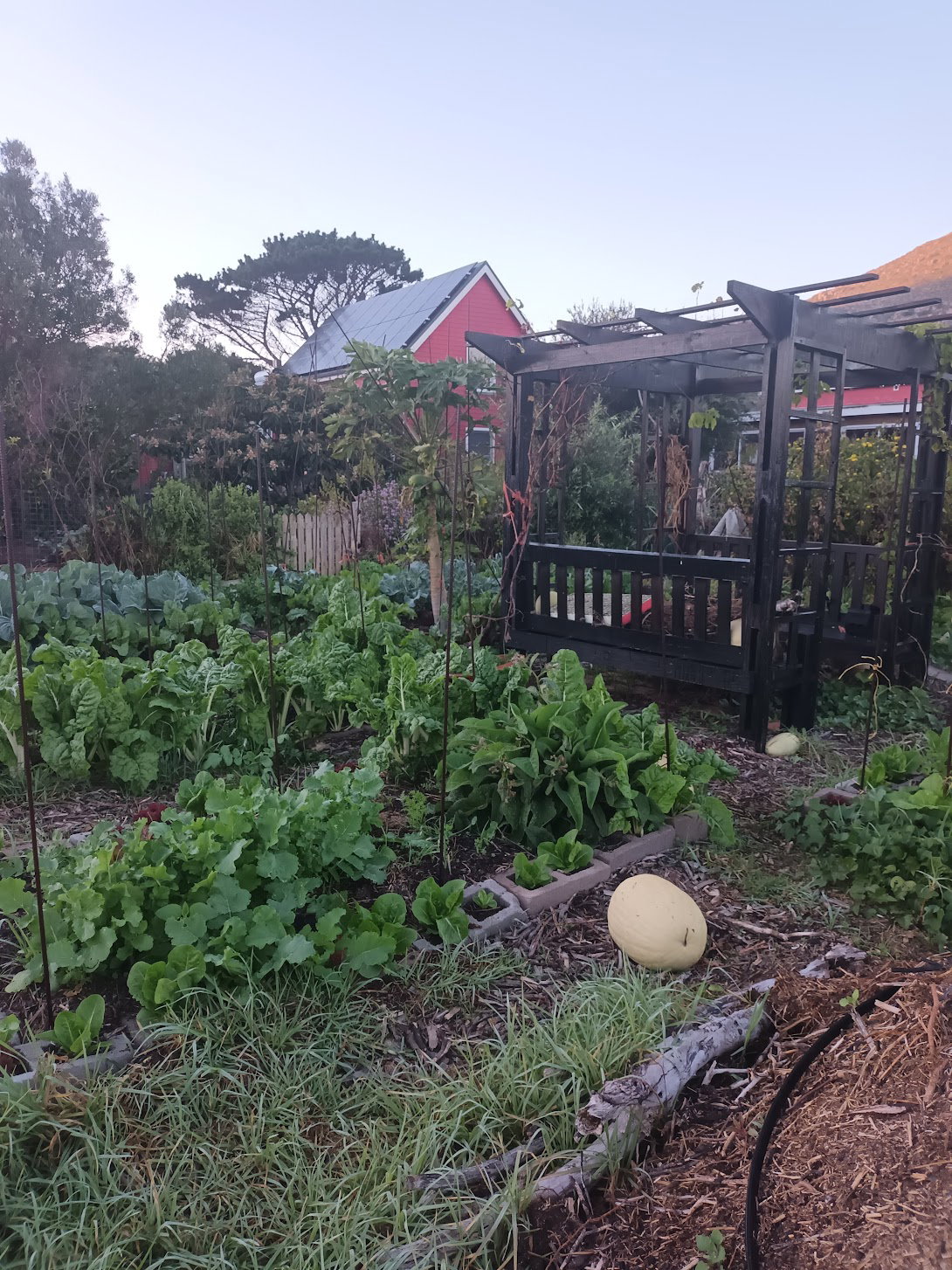 Swiss Chard_1