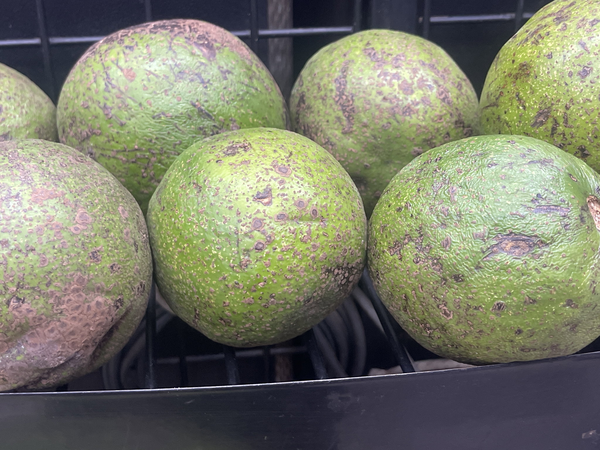 Avocat local /kg_0