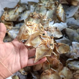 Dried Danggit