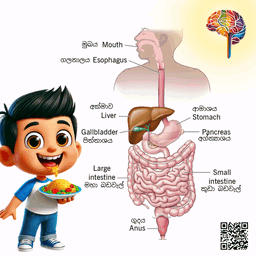 S21 - සෑම්ගේ හොරකම (ආහාර ජීර්ණ පද්ධතිය)