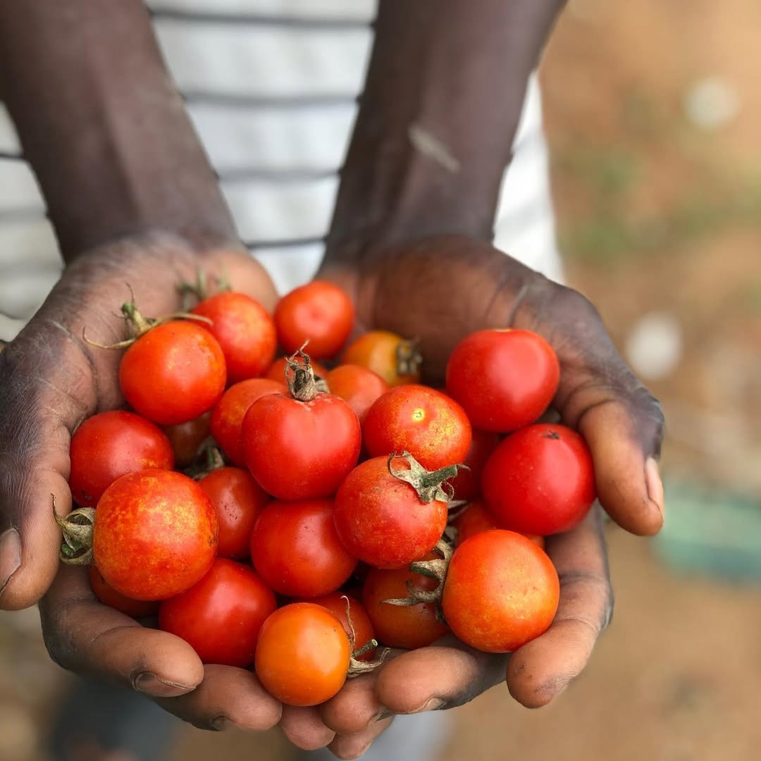 We deliver the best hand-picked Local and Exotic Fresh Fruits, Vegetables and Household Groceries in Lagos._3
