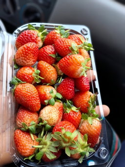 Fresh Fruits 