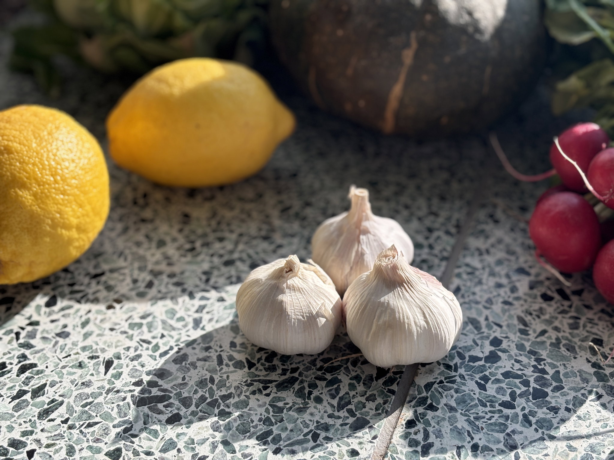 Knoflook Bio_1