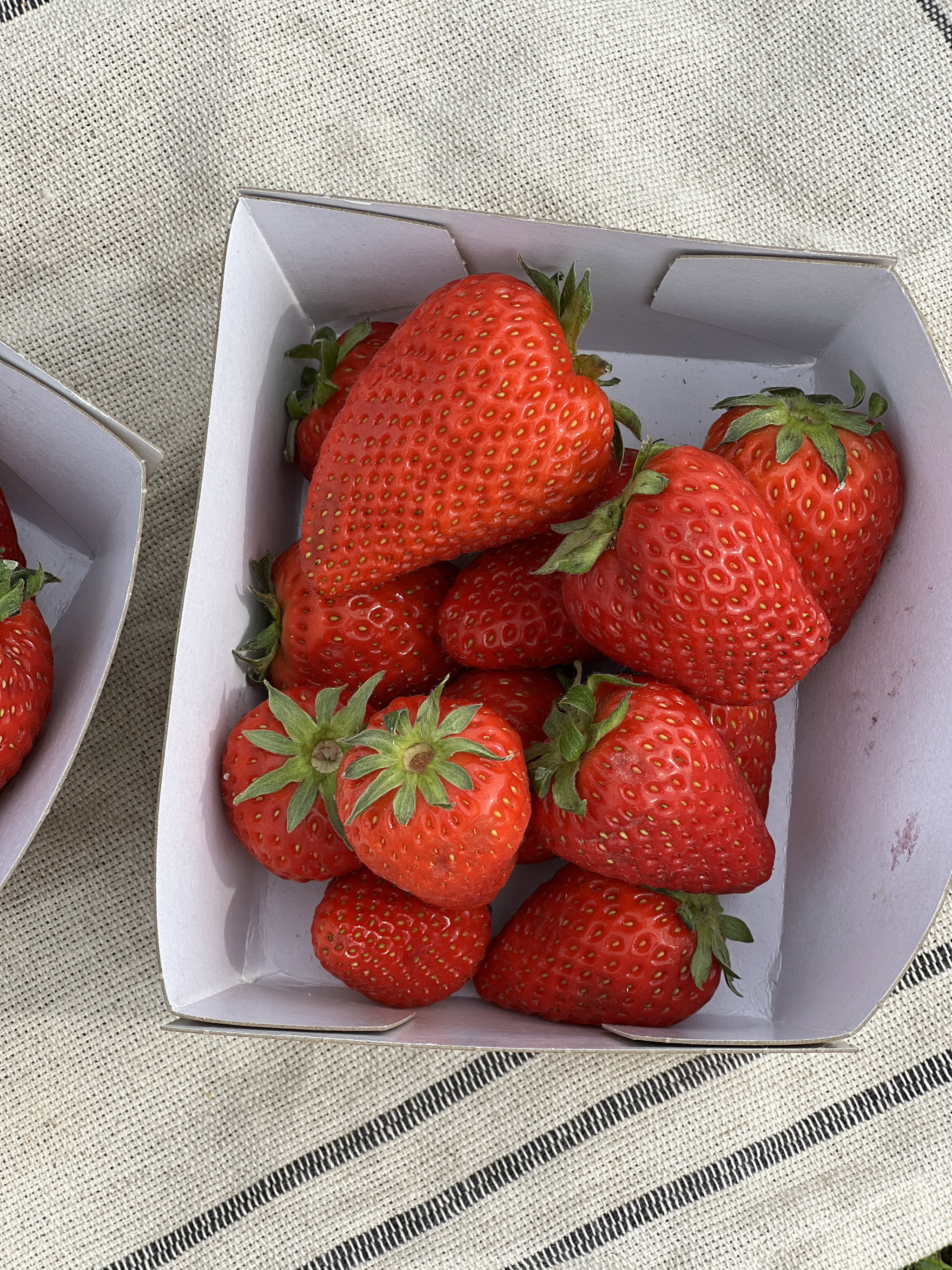 Aardbeien Bio_1