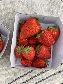 Aardbeien Bio