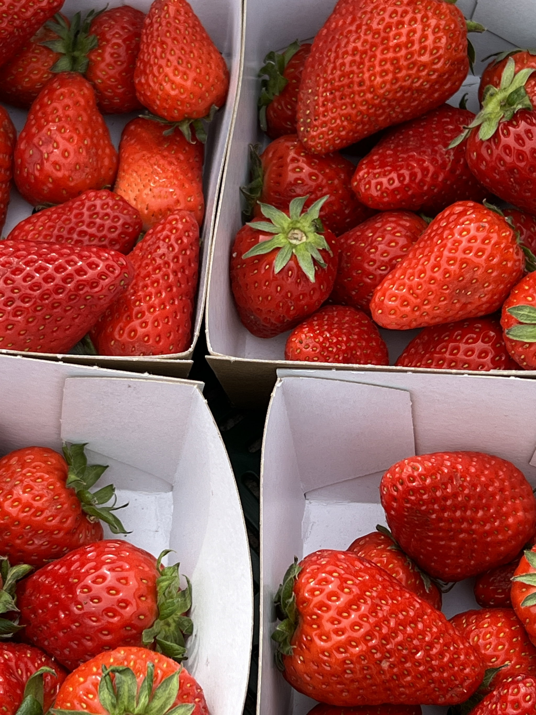 Aardbeien Bio_2