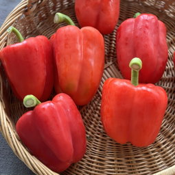 Paprika Rood Bio