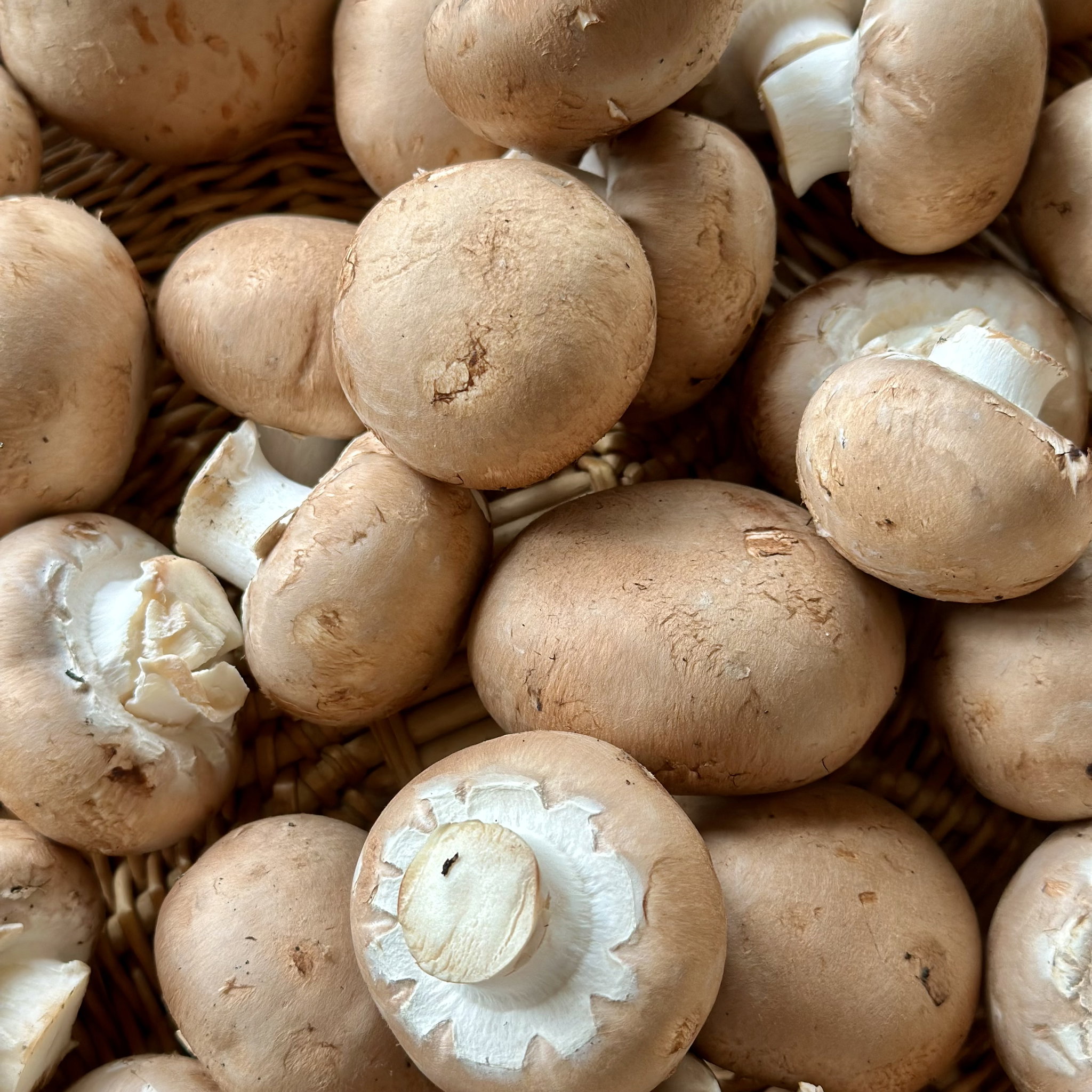 Champignon Kastanje Bio_2