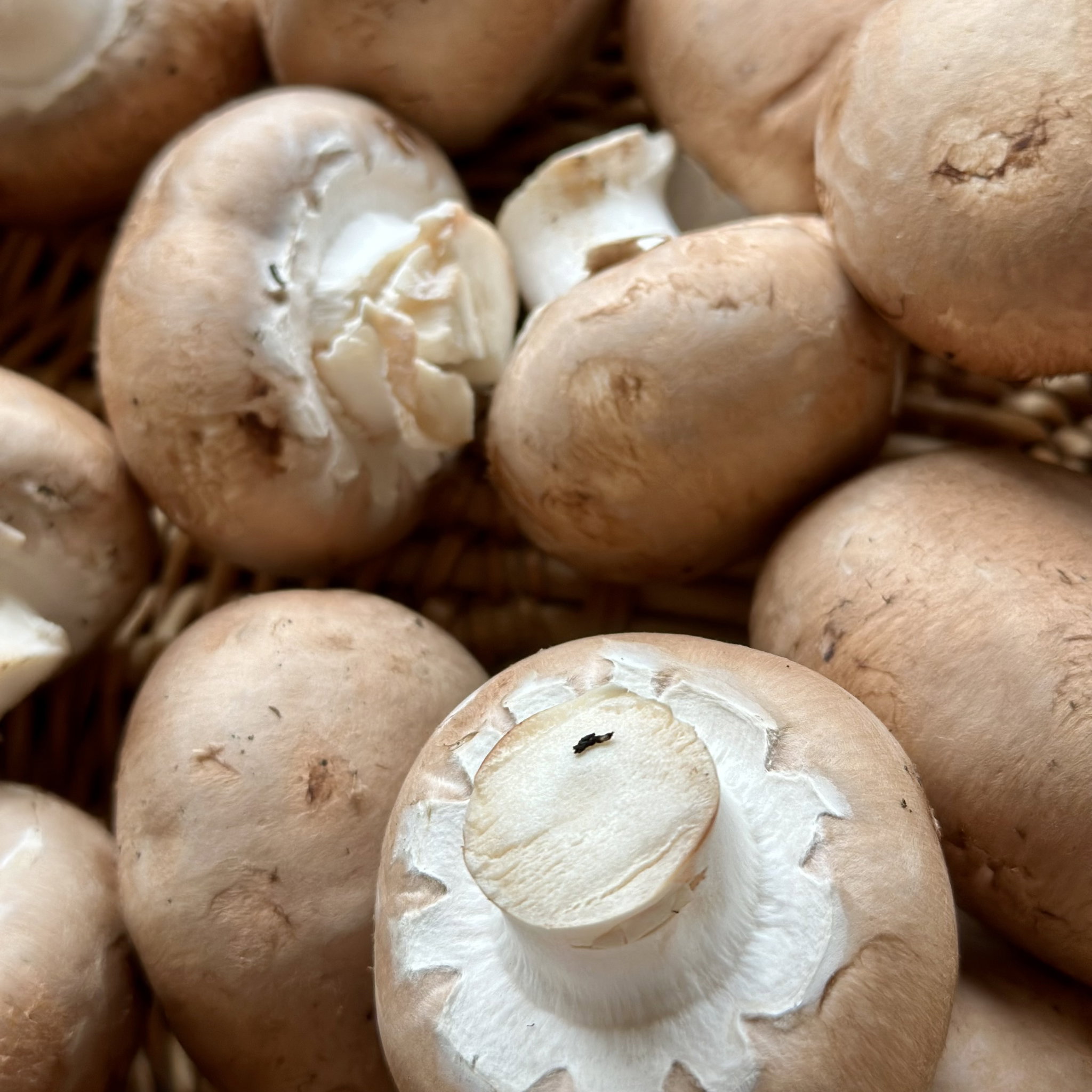 Champignon Kastanje Bio_0