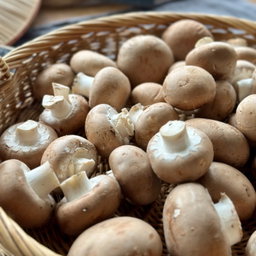 Champignon Kastanje Bio