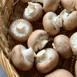 Champignon Kastanje Bio