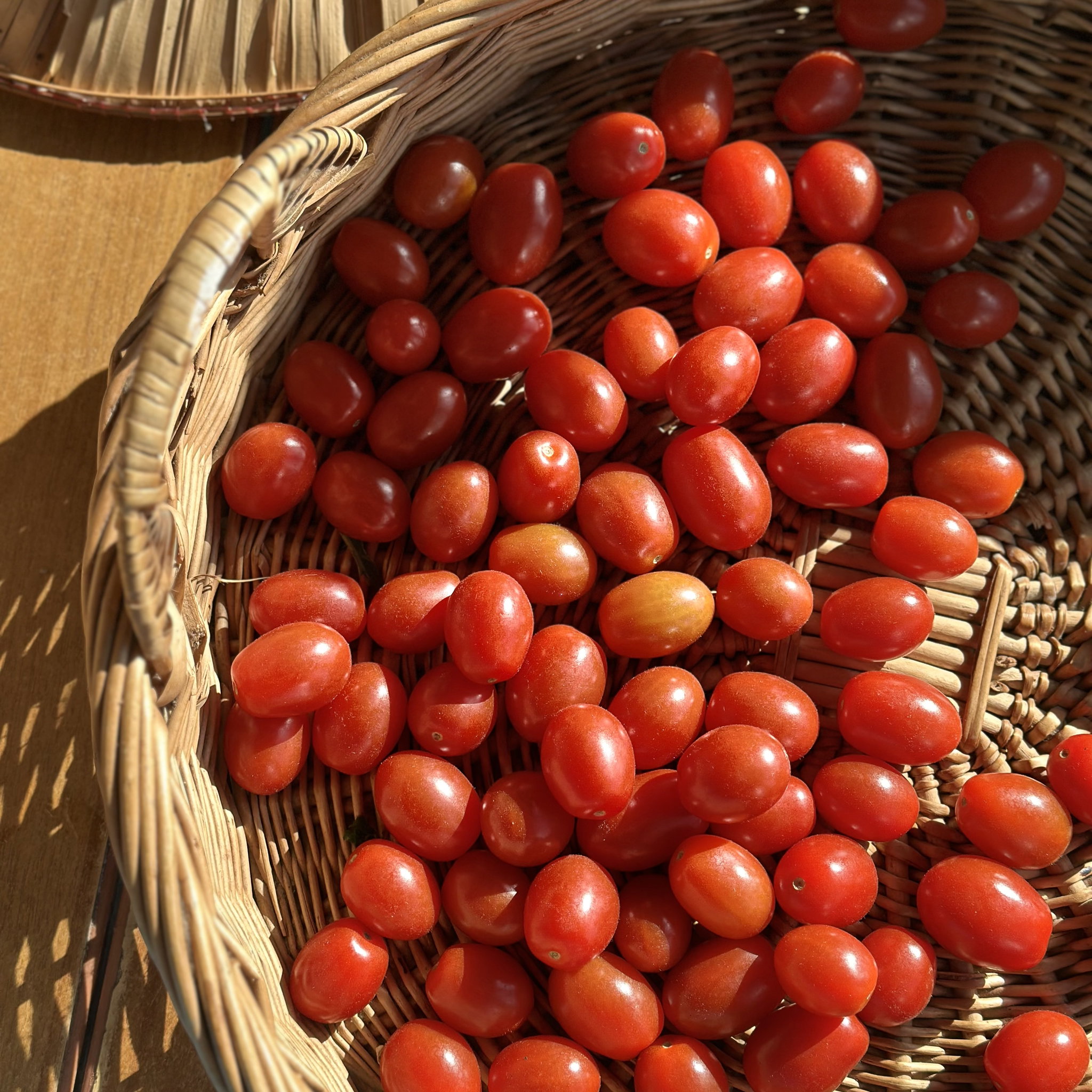 Cherry Rome Tomaat Bio_1