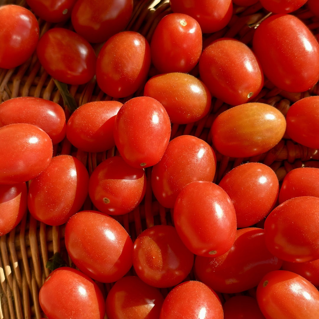 Cherry Rome Tomaat Bio