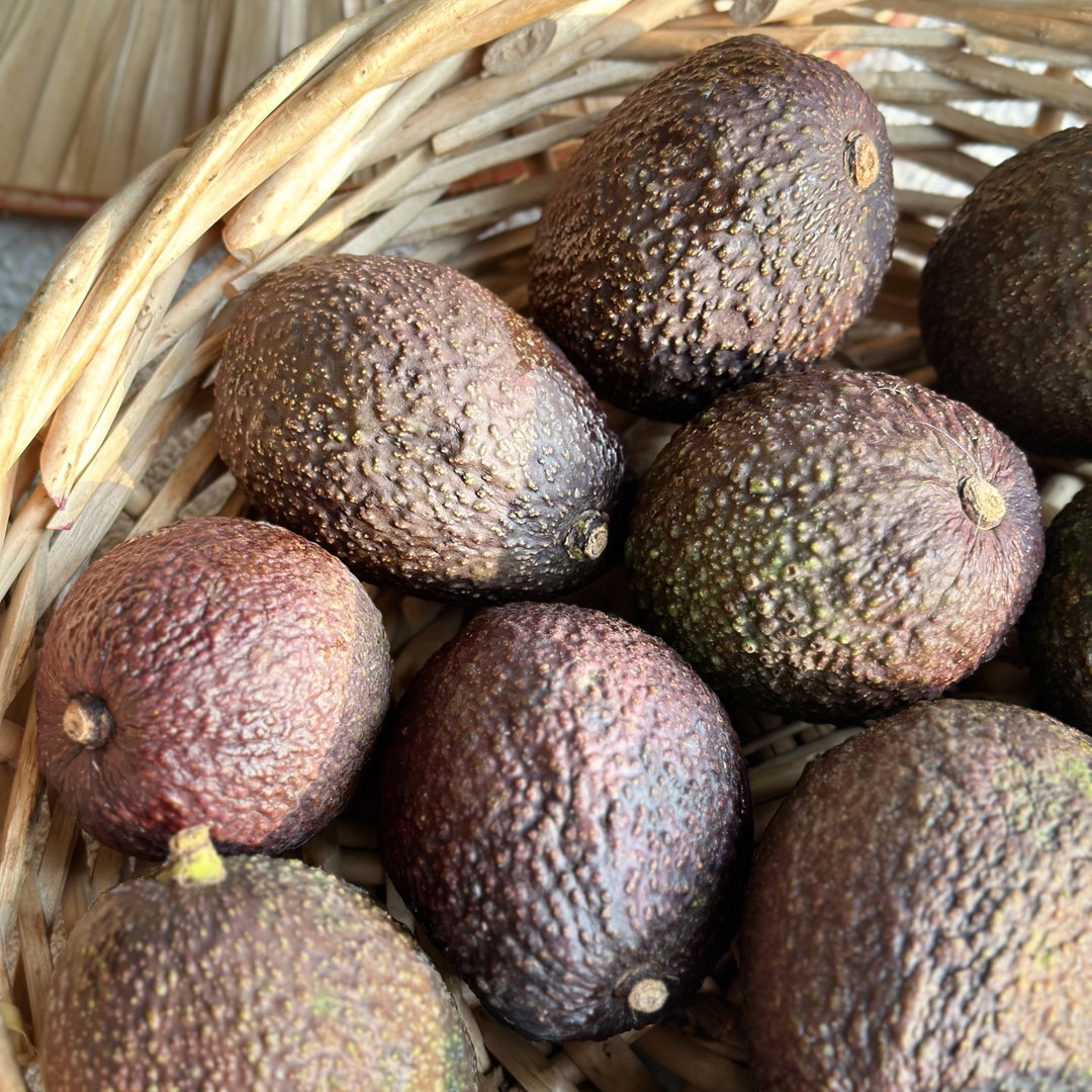 Avocado Bio