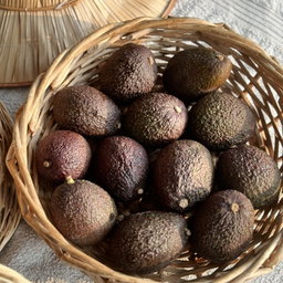 Avocado Bio