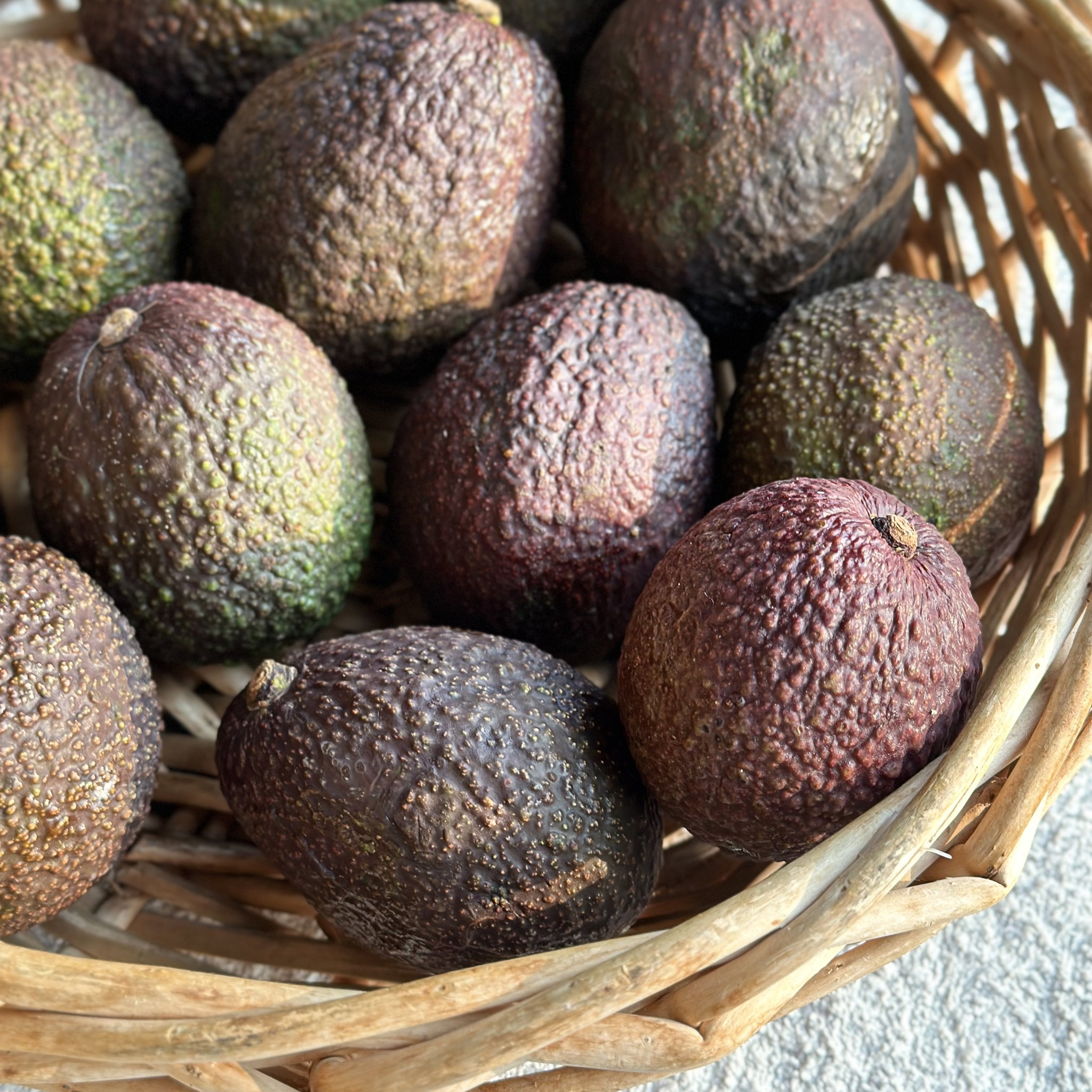 Avocado Bio_1