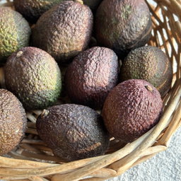 Avocado Bio