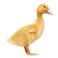 DOD Bebek_1