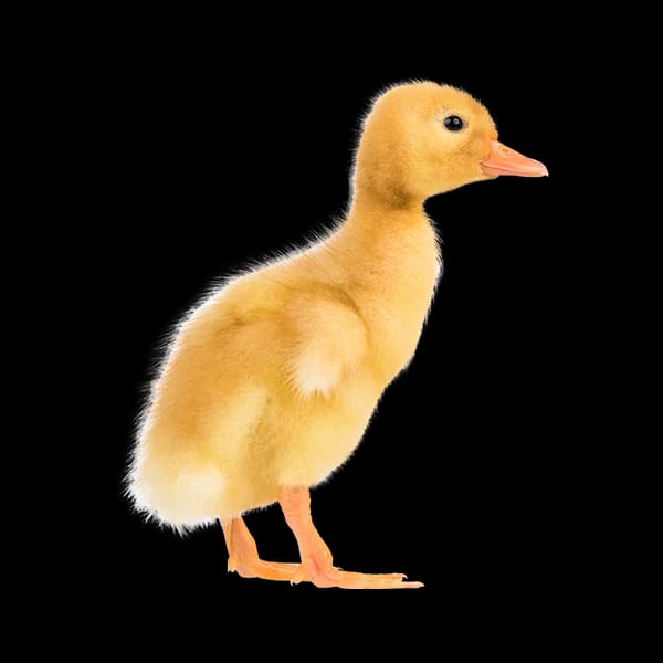 DOD Bebek_2