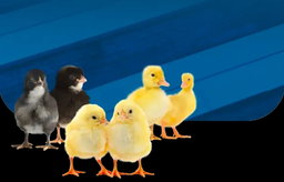 Produk DOD Bebek & DOC Ayam