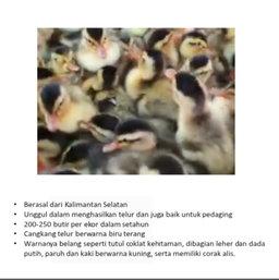 DOD Bebek