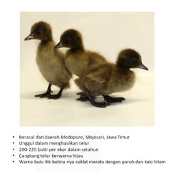 DOD Bebek