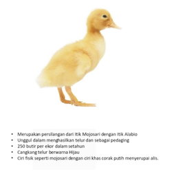 DOD Bebek