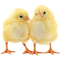 DOC Ayam 