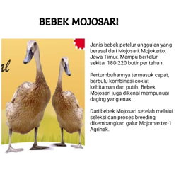 Indukan Bebek 