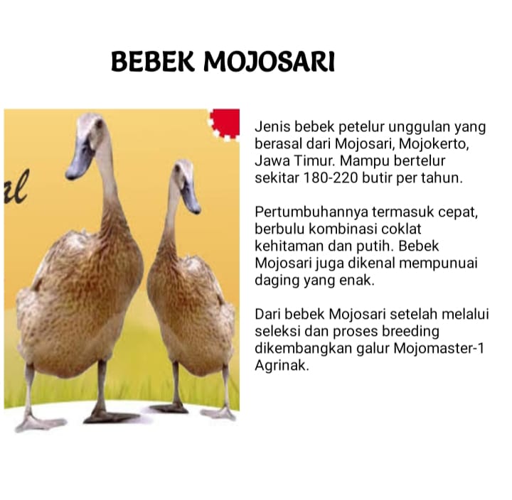 Indukan Bebek _1