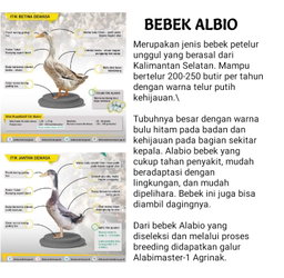 Indukan Bebek 