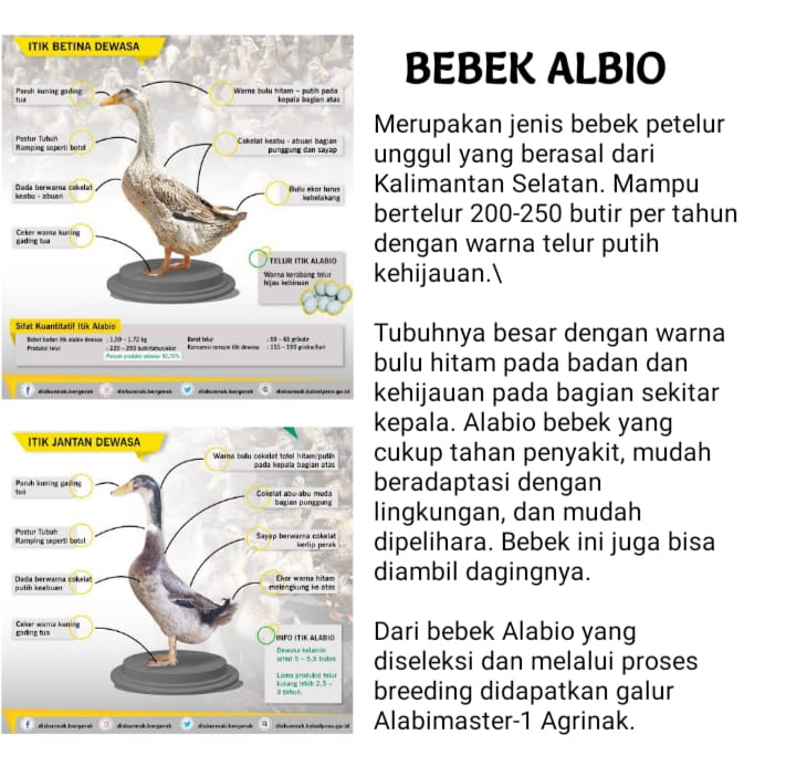 Indukan Bebek _2